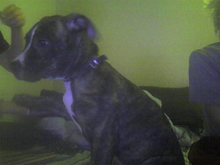 Amerikansk staffordshire terrier Schaya billede 6