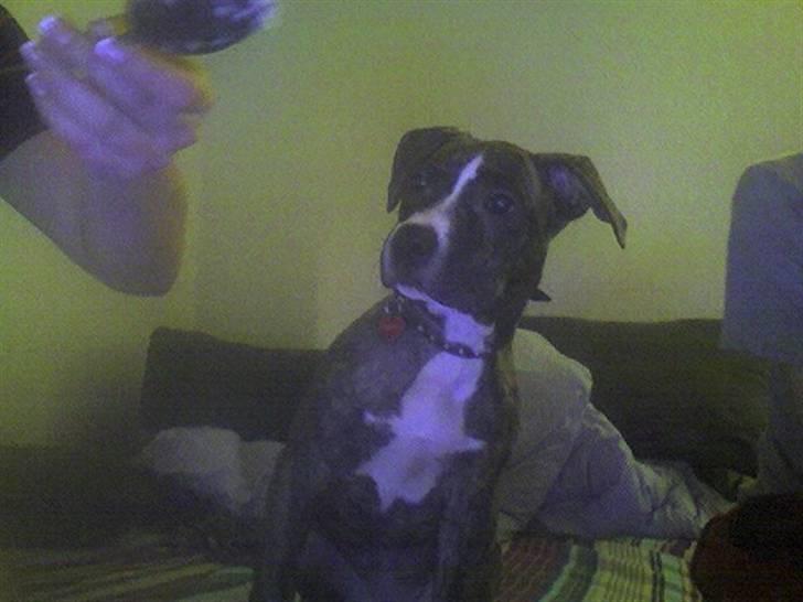 Amerikansk staffordshire terrier Schaya billede 7