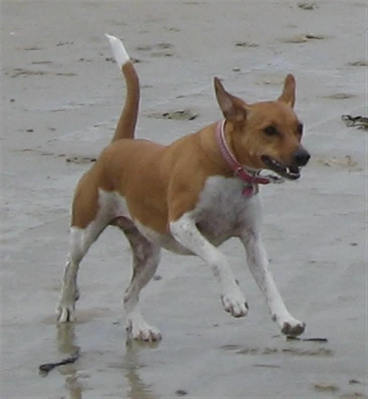 Dansk svensk gaardhund Nikita - Vi leger på stranden ved Skallerup Klit - på ferie i marts 2008. billede 8