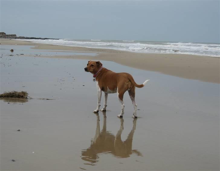 Dansk svensk gaardhund Nikita - Et skønt billede - synes jeg selv - på ferie i Skallerup Klit i marts 2008. billede 9