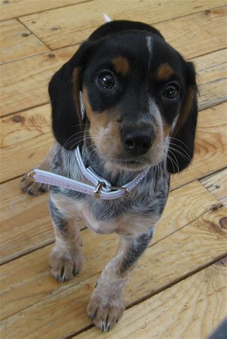 Blanding af racer Sandie - Sandie 11 uger og lige flyttet ind - yndigere bliver man vist ikke! August 2008. billede 11