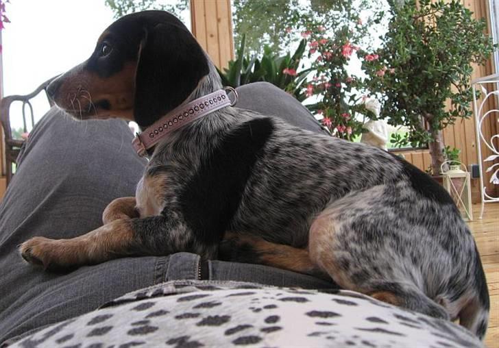 Blanding af racer Sandie - Smukke Sandie - 11 uger og lige flyttet ind. August 2008. billede 12