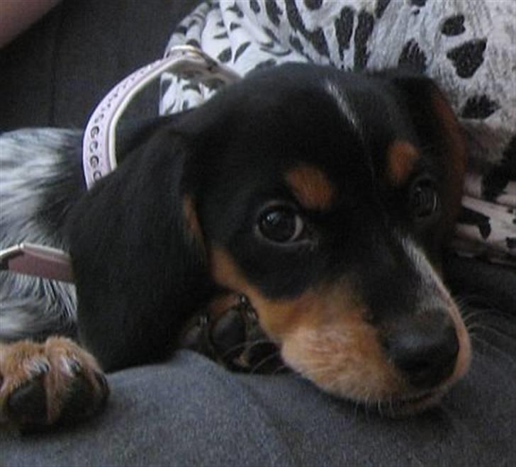 Blanding af racer Sandie - Lille Pup, man kan da ikke andet end falde for det udtryk! - 11 uger og lige flyttet ind. August 2008. billede 13