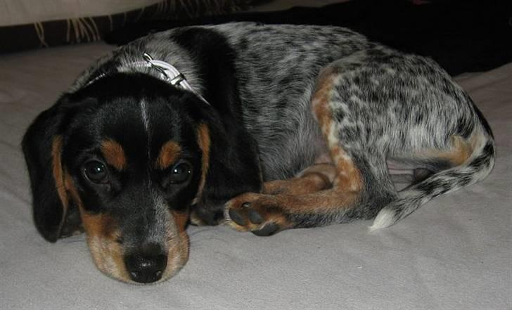 Blanding af racer Sandie - Selv en fræk lille Pup har brug for et hvil - 11 uger og lige flyttet ind. August 2008. billede 14