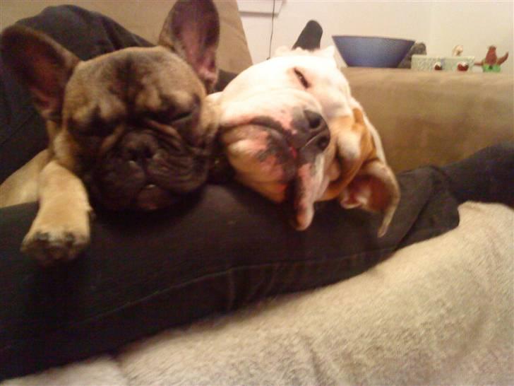 Fransk bulldog R.I.P. Balou 2013 - 3 år billede 8