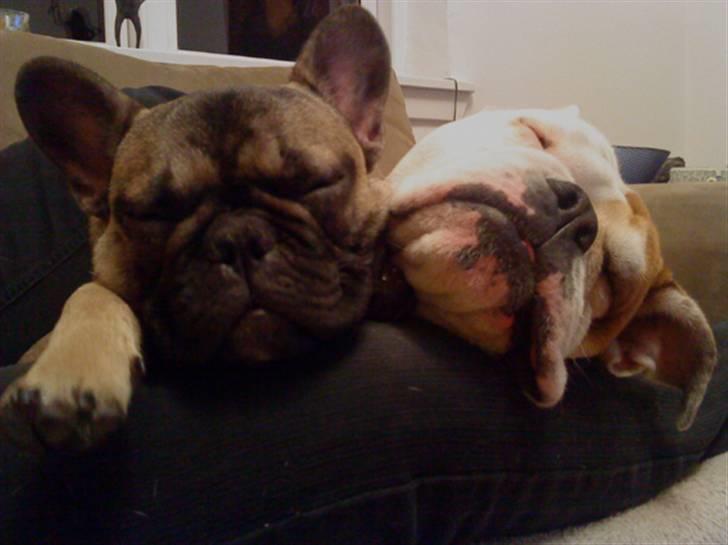 Fransk bulldog R.I.P. Balou 2013 - 3 år billede 9