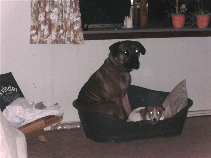 Boerboel anasha moeffe - ej nu ligger hun i min kurv igen  billede 15