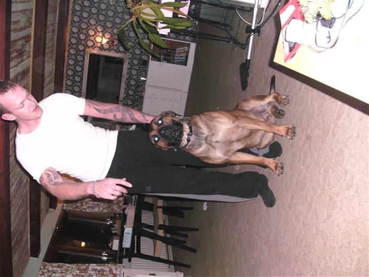 Boerboel anasha moeffe billede 16