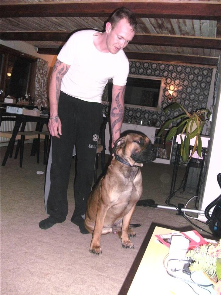 Boerboel anasha moeffe billede 17