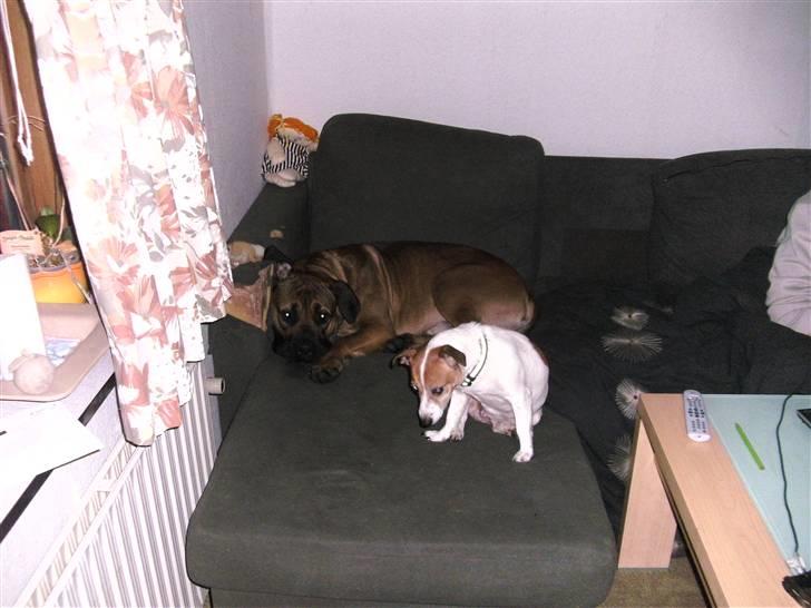 Jack russell terrier winnie billede 7