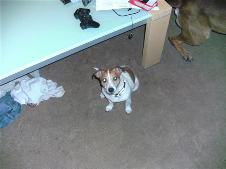 Jack russell terrier winnie billede 8