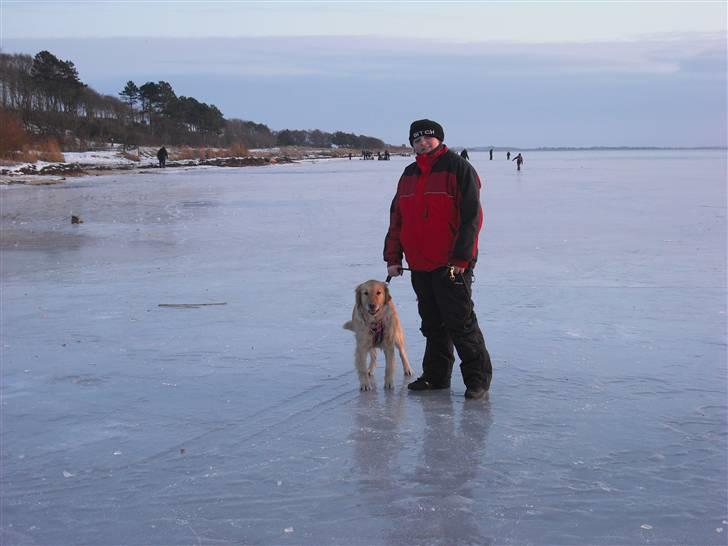 Golden retriever One'aby  billede 13