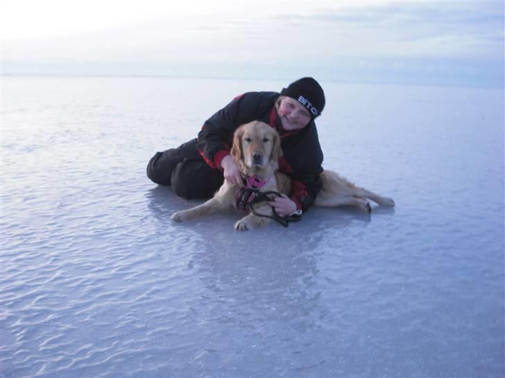Golden retriever One'aby  - mor og mig på isen på ringkøbing fjord billede 14