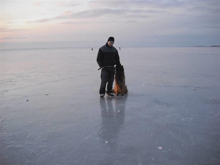 Schæferhund Dexter nyt hjem billede 18