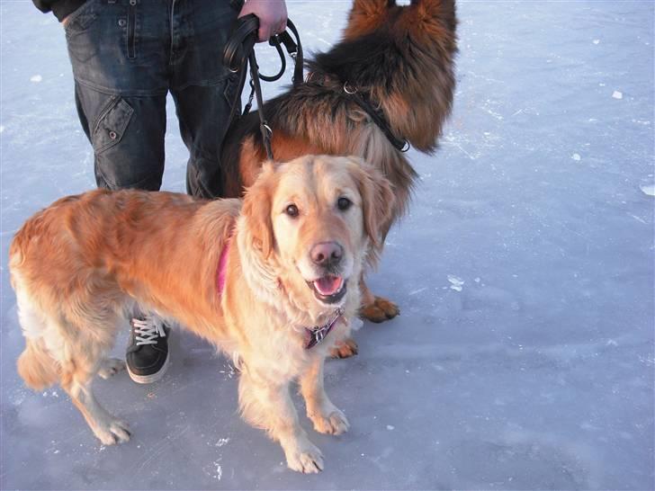 Golden retriever One'aby  billede 15