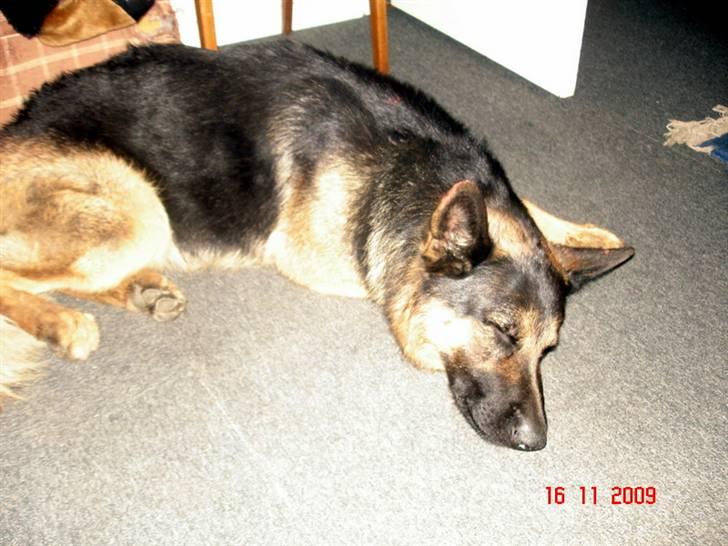 Schæferhund Kato billede 14