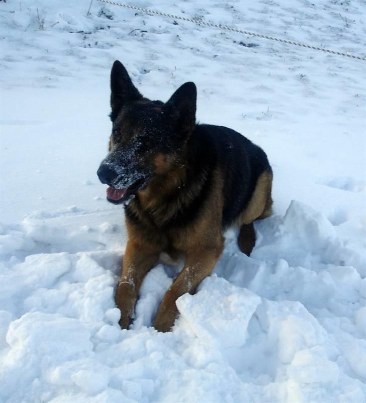 Schæferhund Kato billede 15