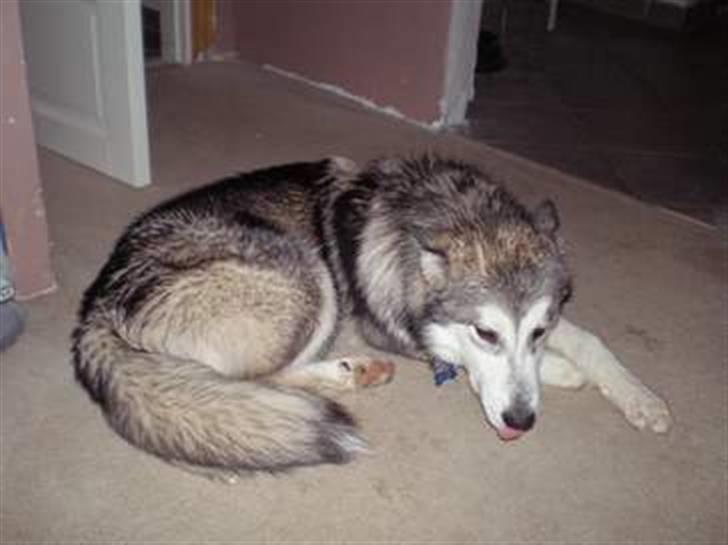 Alaskan malamute Tatto billede 5
