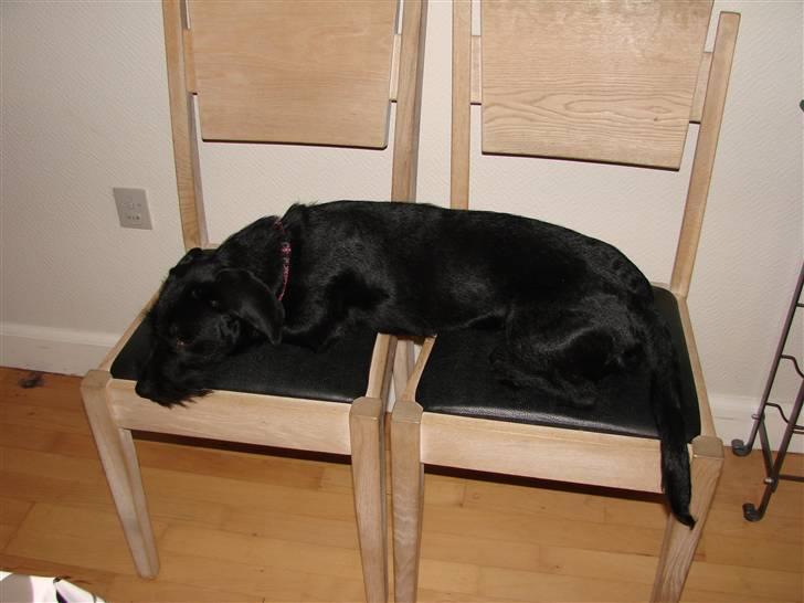 Blanding af racer  ægte gravlab Maja :0) billede 15