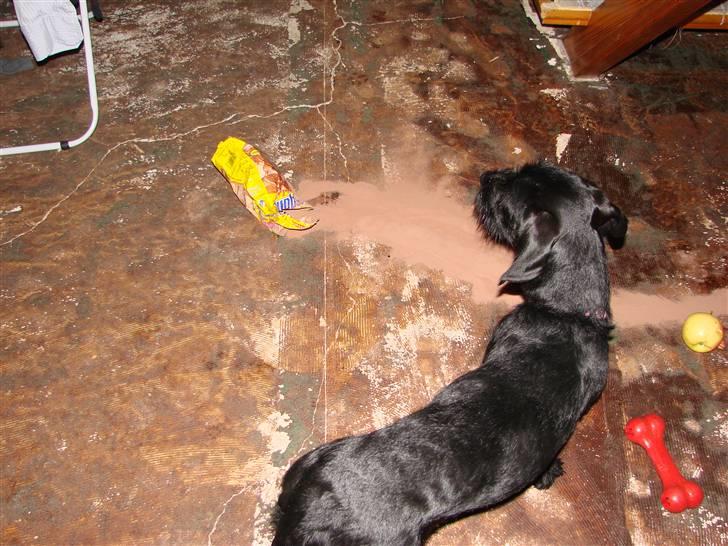 Blanding af racer  ægte gravlab Maja :0) billede 16