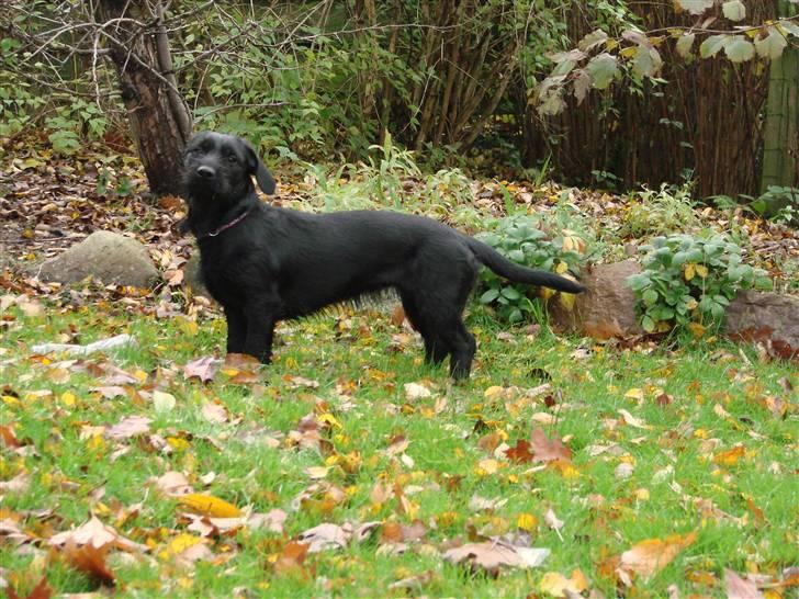 Blanding af racer  ægte gravlab Maja :0) billede 17