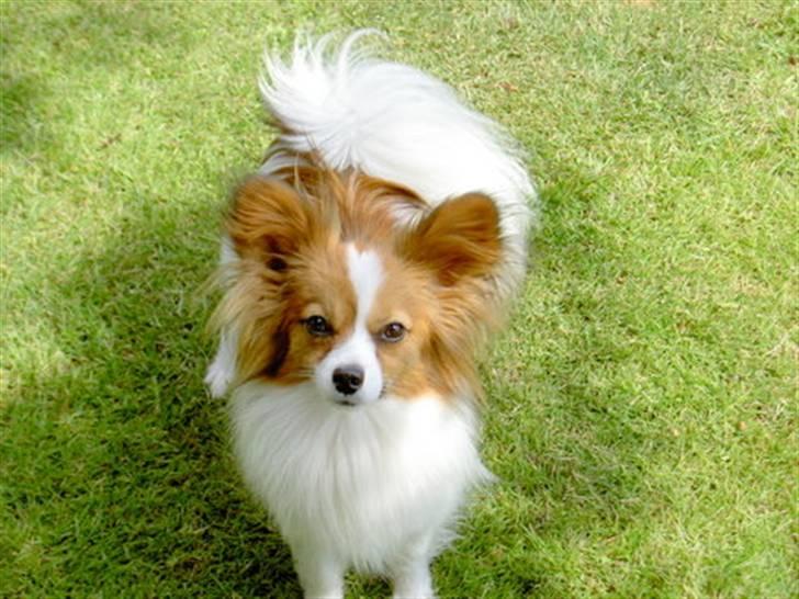 Papillon Penny Lane billede 1