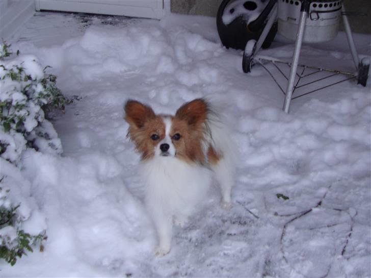 Papillon Penny Lane billede 2