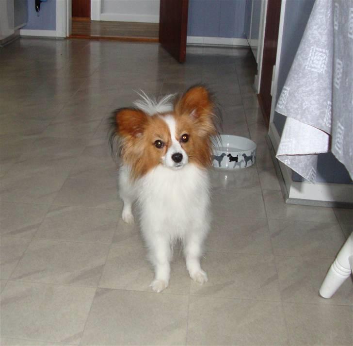 Papillon Penny Lane billede 3