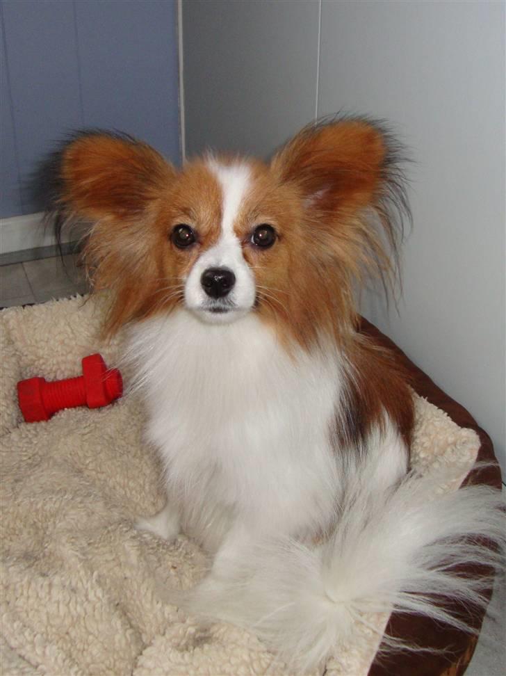 Papillon Penny Lane billede 4