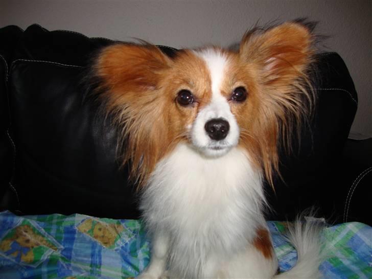 Papillon Penny Lane billede 5