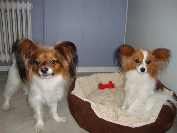 Papillon Penny Lane - Penny Lane og Dolly Parton er halv søstre. billede 6