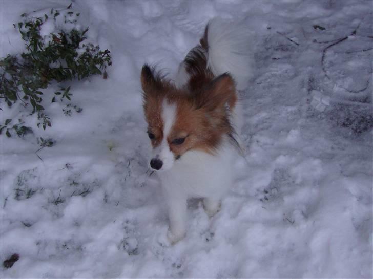 Papillon Penny Lane billede 7