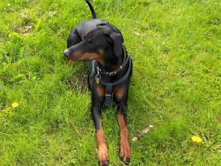 Dobermann Amina billede 8