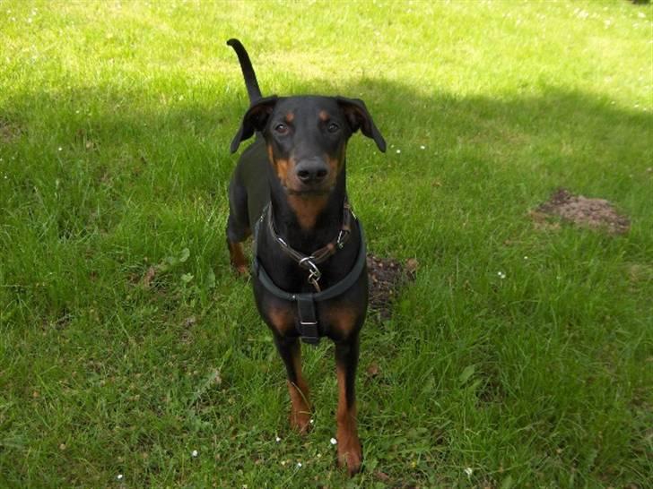 Dobermann Amina billede 9