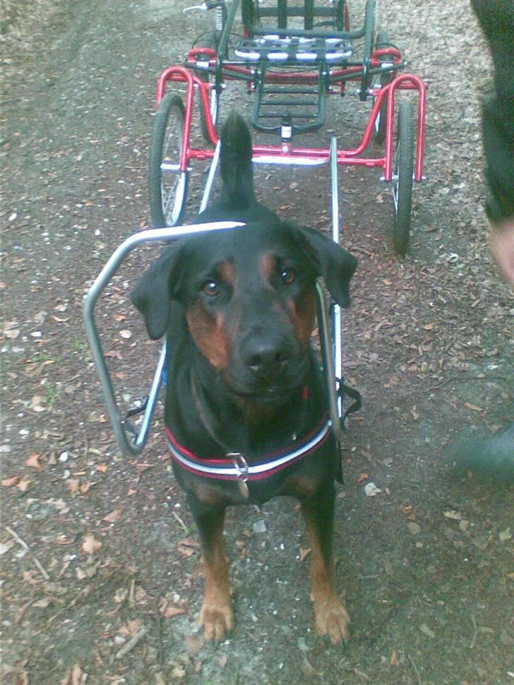 Blanding af racer Bravi - Bravi tør godt trække hundevogn :o) billede 5