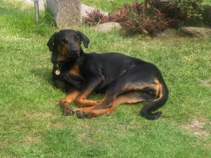 Blanding af racer Bravi billede 6