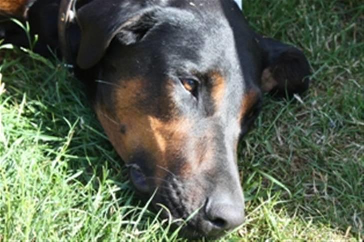 Blanding af racer Bravi billede 8