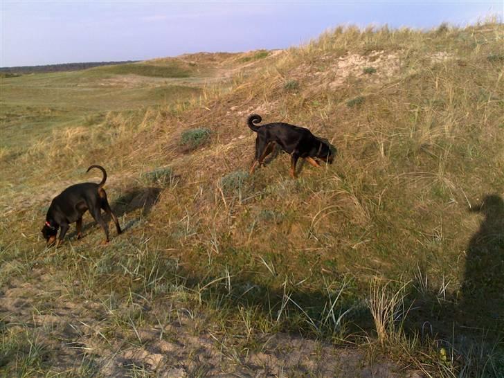 Blanding af racer Bravi billede 13