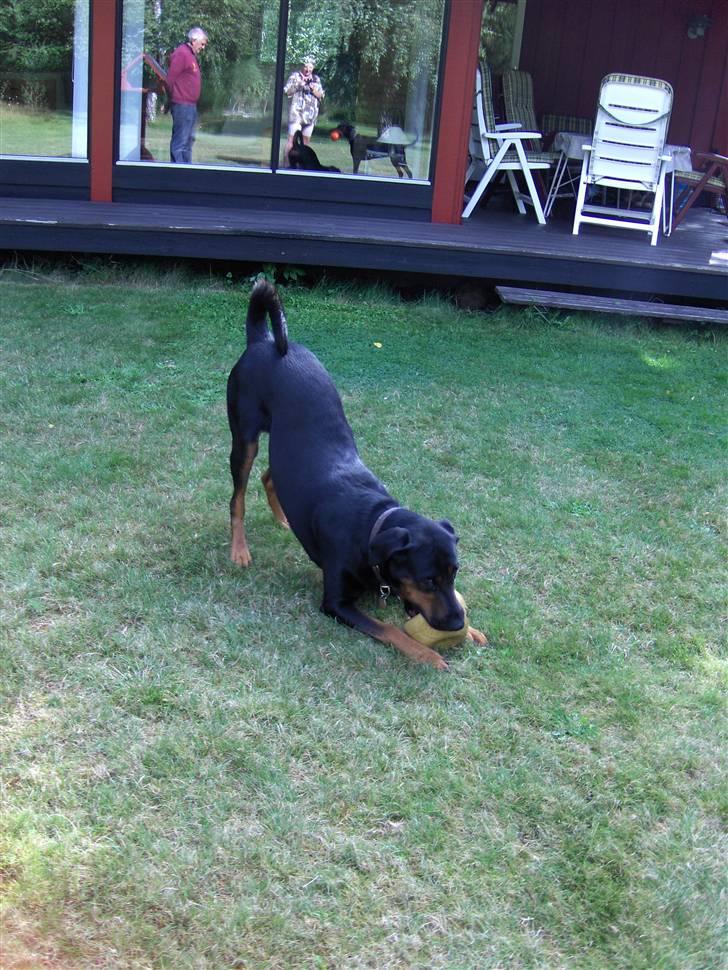 Blanding af racer Bravi billede 10