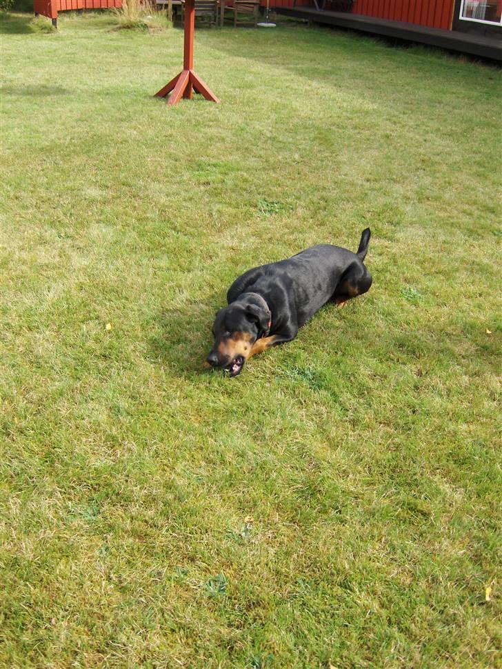 Blanding af racer Bravi billede 12