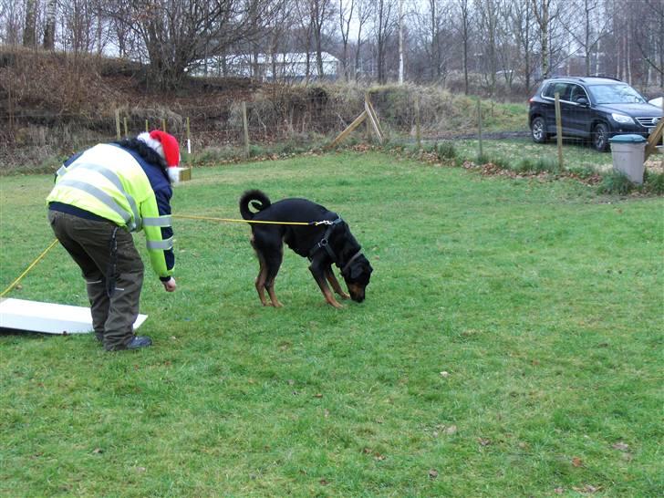 Blanding af racer Bravi billede 18