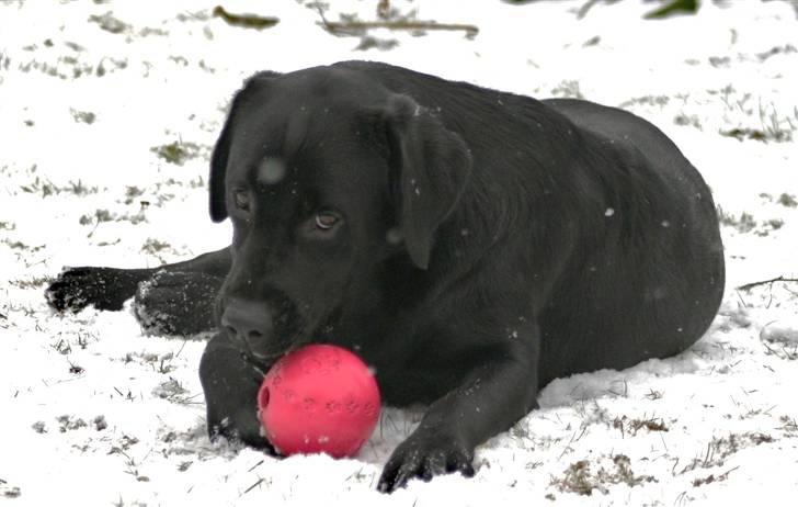 Labrador retriever Lab tasso Cle'o - Cle´o leger i haven billede 6