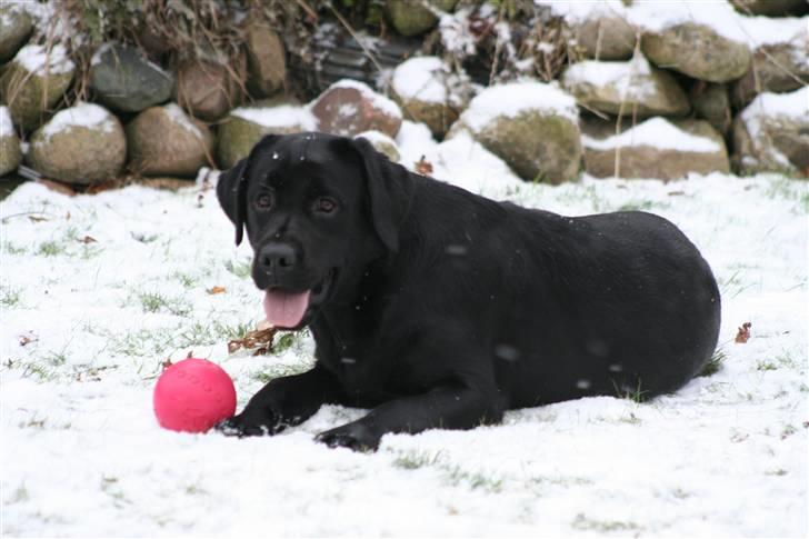 Labrador retriever Lab tasso Cle'o - he he jeg fik bolden billede 7