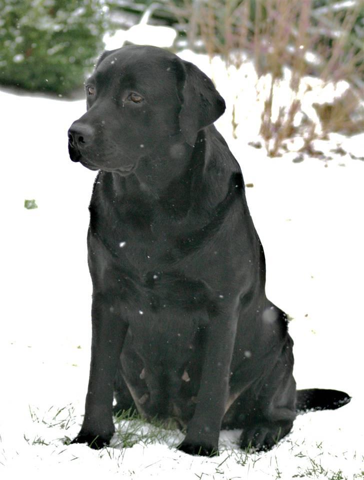 Labrador retriever Birdsong's X-Mas Noughty  - Birdie har styr på det hele billede 11
