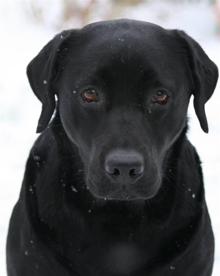 Labrador retriever Birdsong's X-Mas Noughty  - Dejlige Birdie billede 12