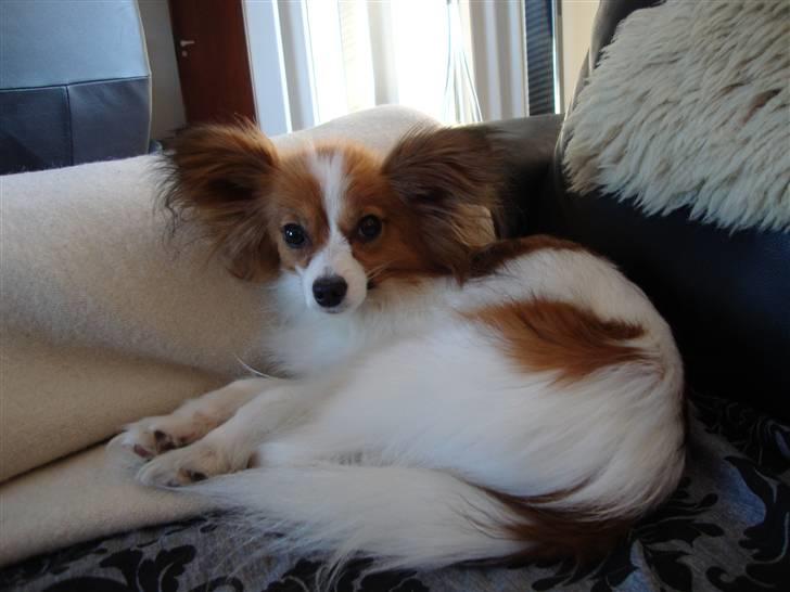 Papillon Penny Lane billede 8