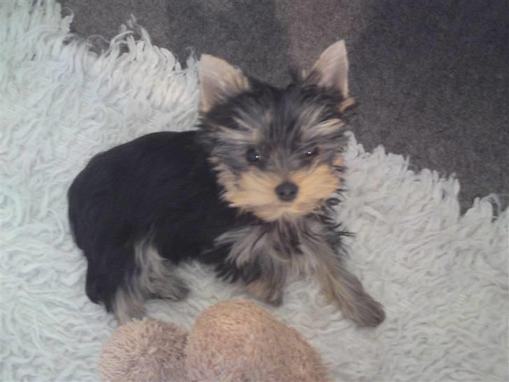 Yorkshire terrier Toffi billede 13
