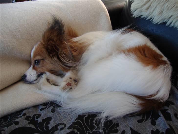 Papillon Penny Lane billede 9