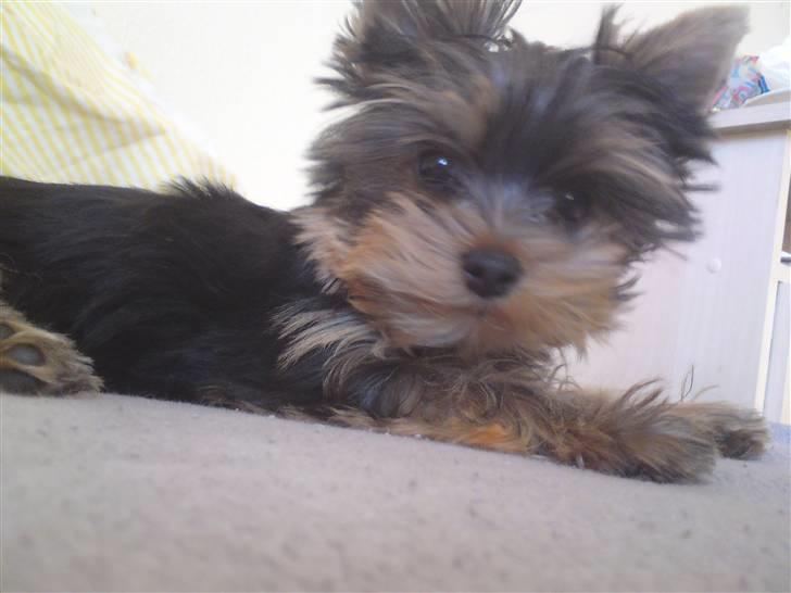 Yorkshire terrier Toffi billede 14