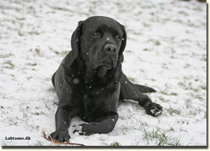 Labrador retriever Diamond billede 20